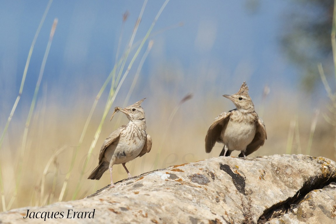 Crested Lark - ML204512111