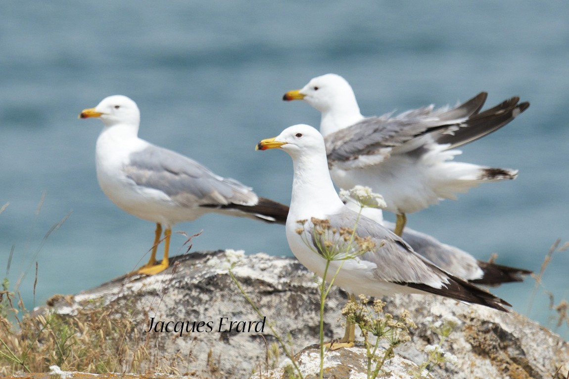 Armenian Gull - ML204512141