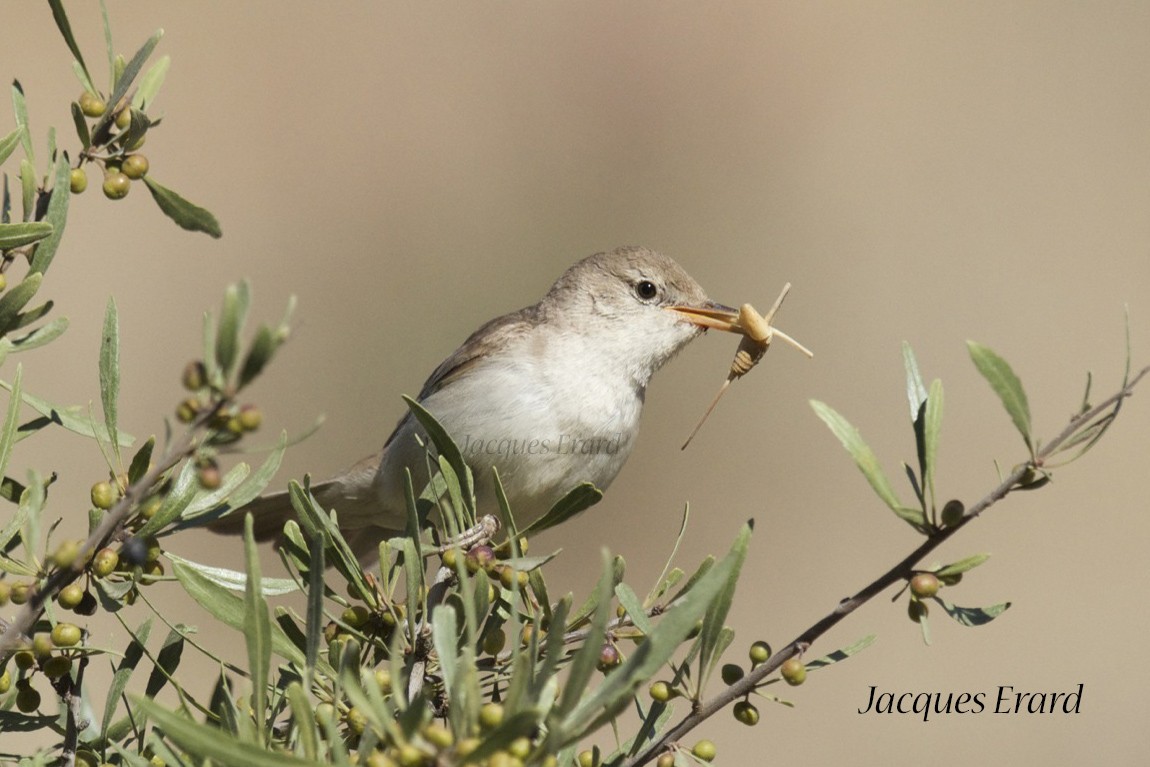 Upcher's Warbler - ML204512151