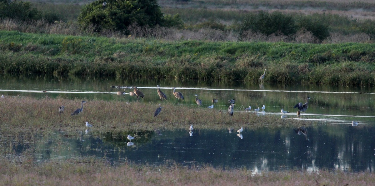 Sandhill Crane - Jay McGowan