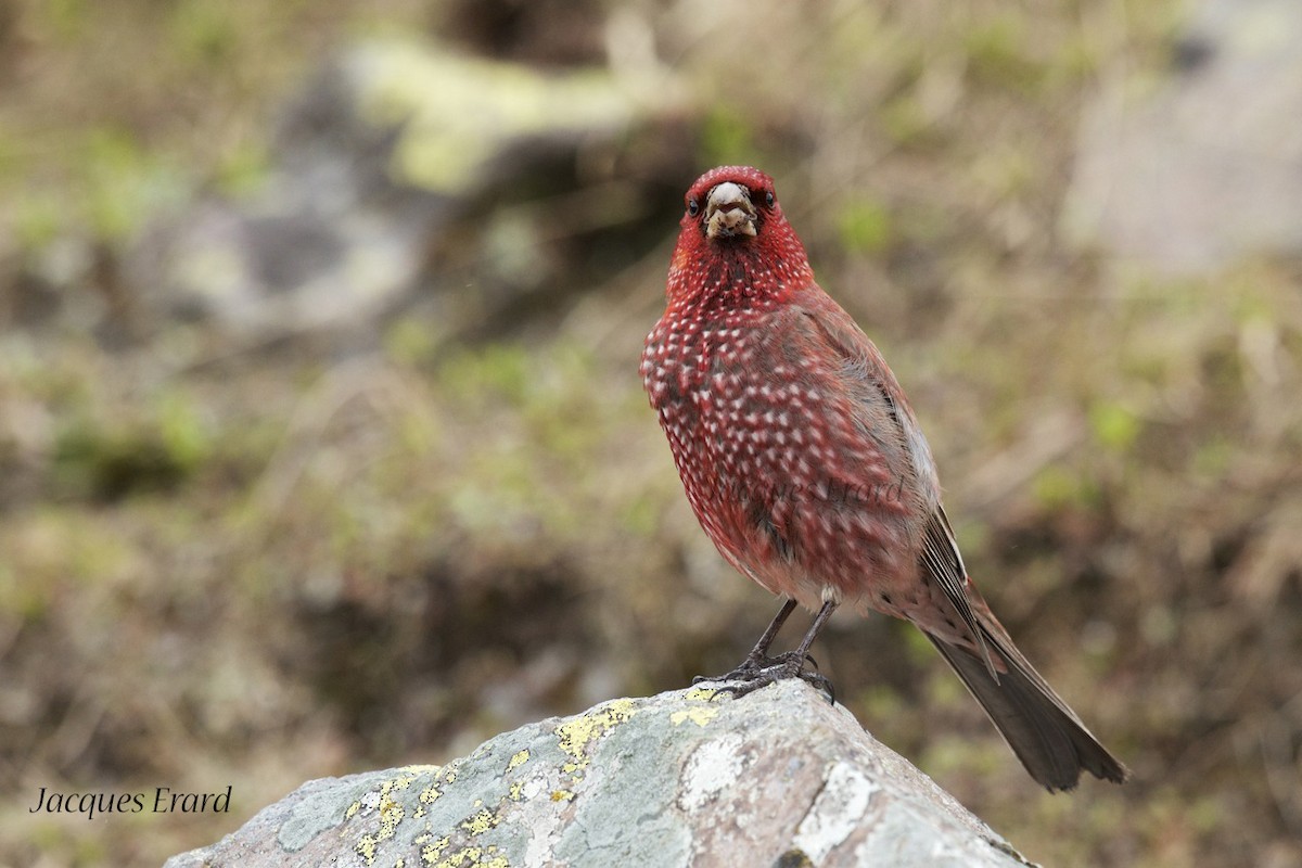 Great Rosefinch (Great) - Jacques Erard