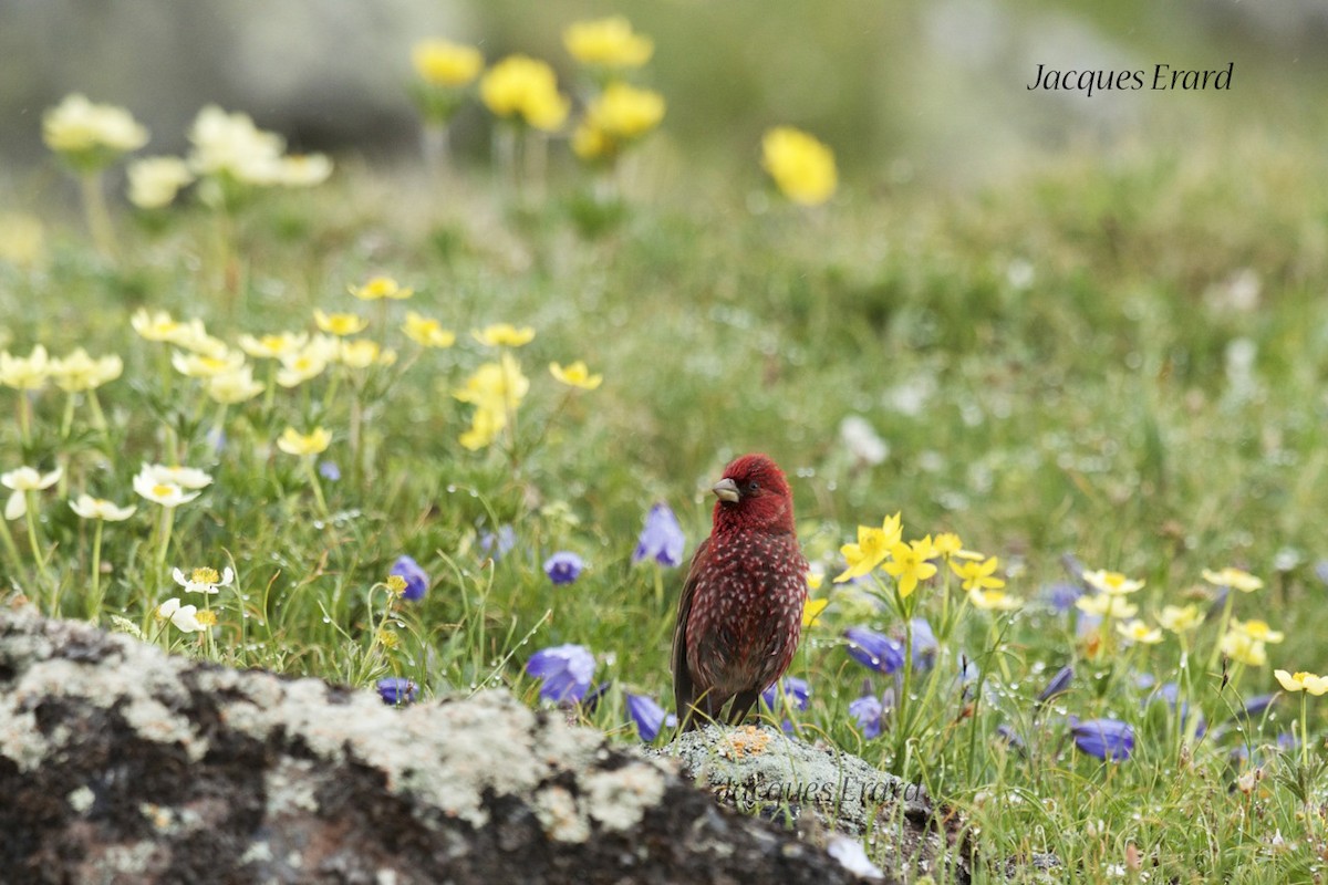 Great Rosefinch (Great) - Jacques Erard