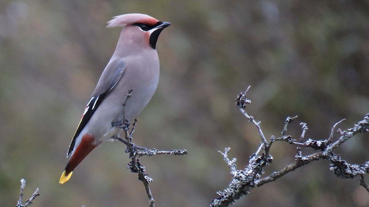 Bohemian Waxwing - Erkki Lehtovirta