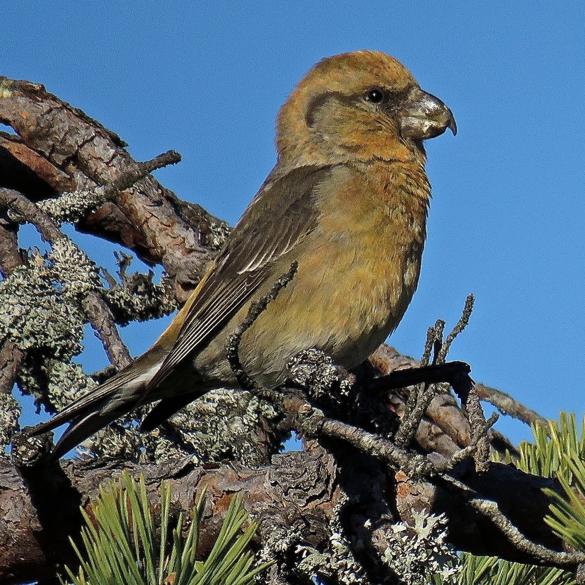 Parrot Crossbill - Erkki Lehtovirta