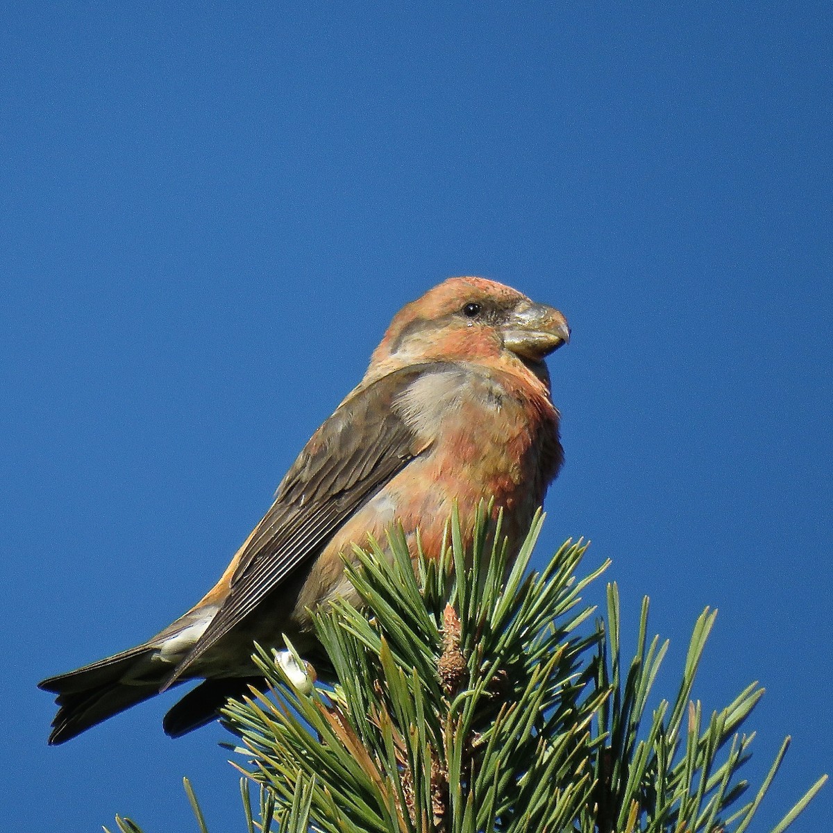 Parrot Crossbill - Erkki Lehtovirta