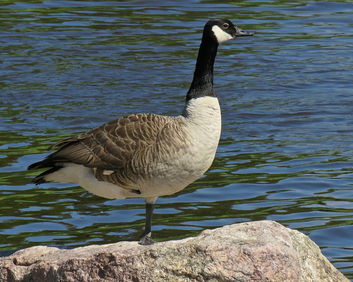 Canada Goose - Erkki Lehtovirta