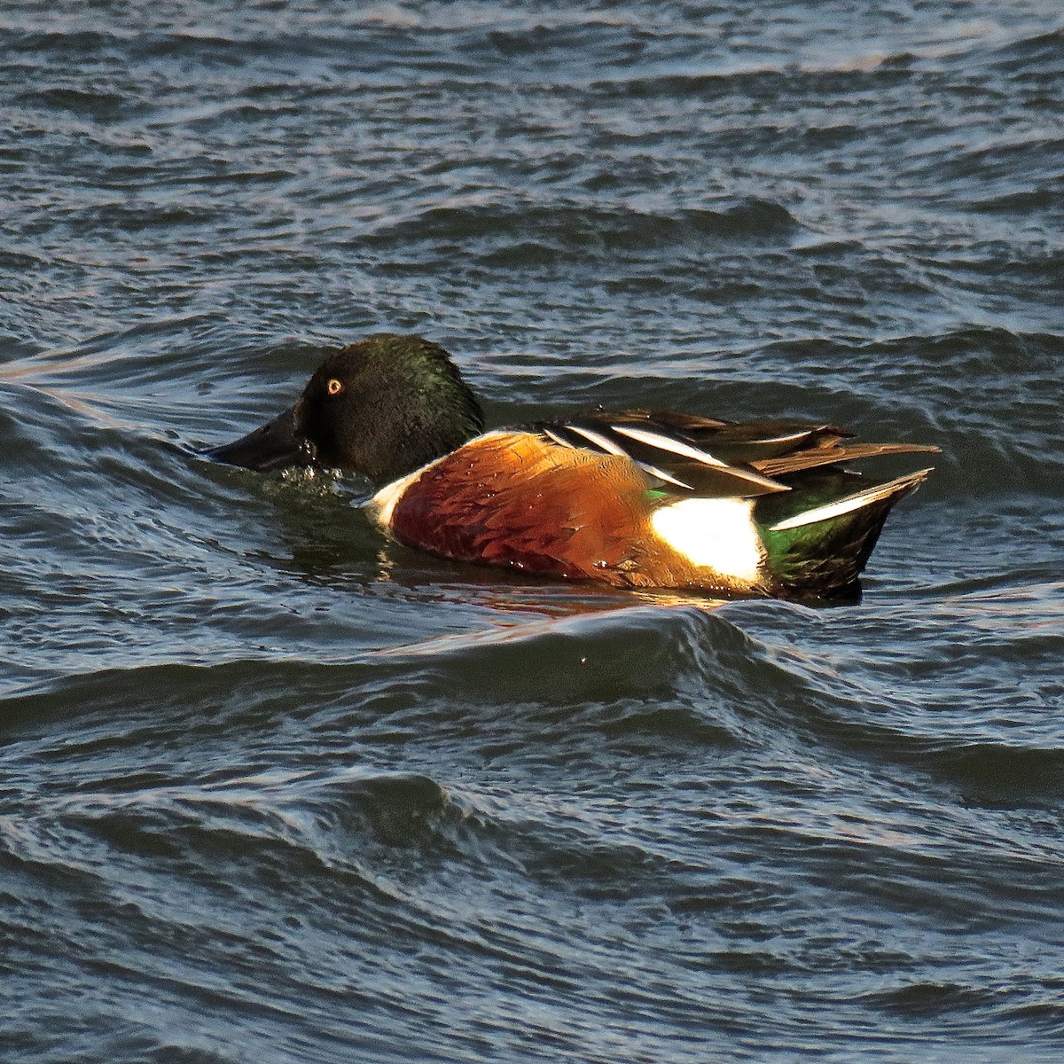 Northern Shoveler - Erkki Lehtovirta