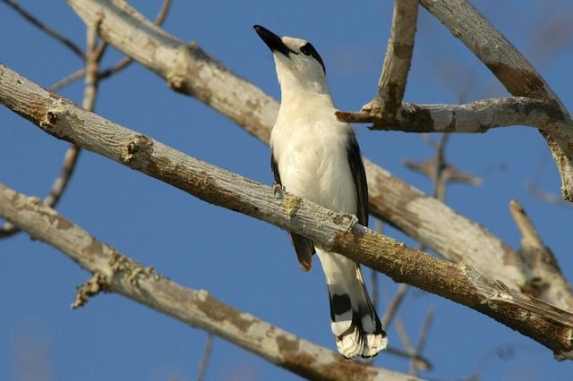 Hook-billed Vanga (Hook-billed) - ML204514121