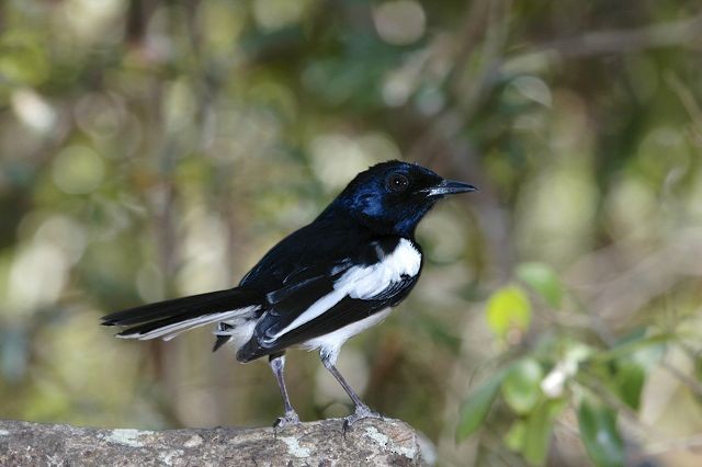 Madagascar Magpie-Robin (White-winged) - ML204514251