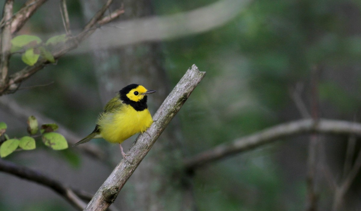 Hooded Warbler - Jay McGowan