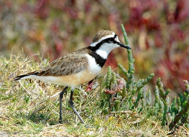 Madagascar Plover - ML204514331