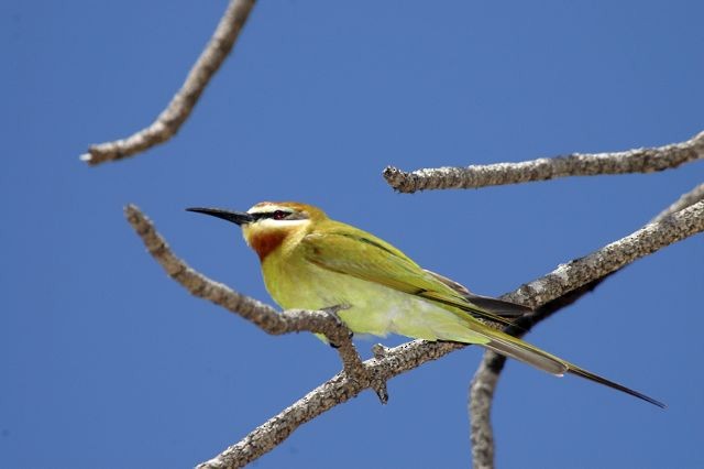 Olive Bee-eater - ML204514351