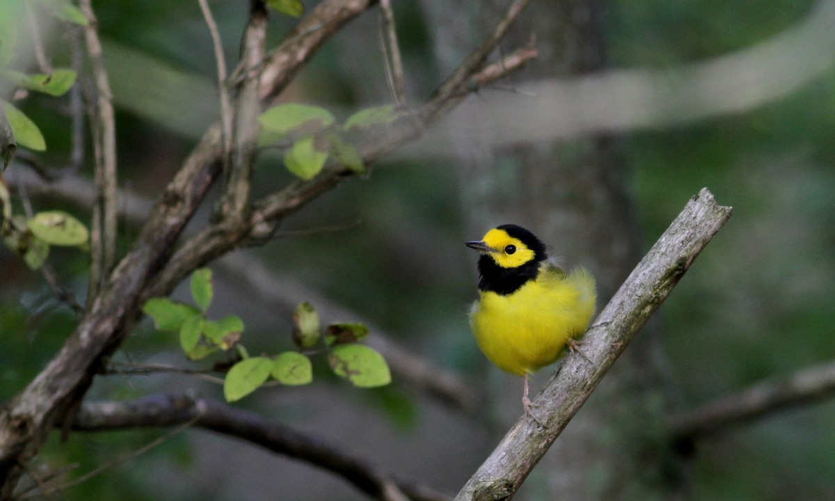 Hooded Warbler - ML20451441