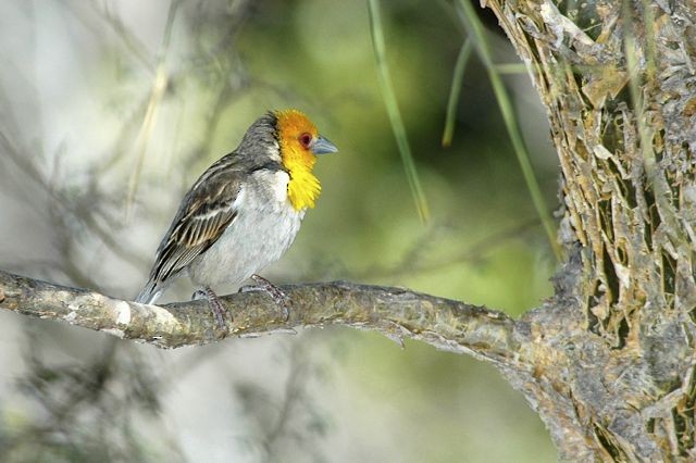 Sakalava Weaver - Jacques Erard