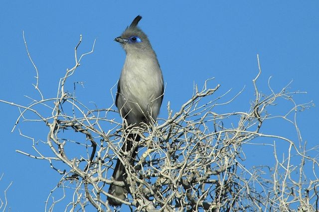 Verreaux's Coua - Jacques Erard