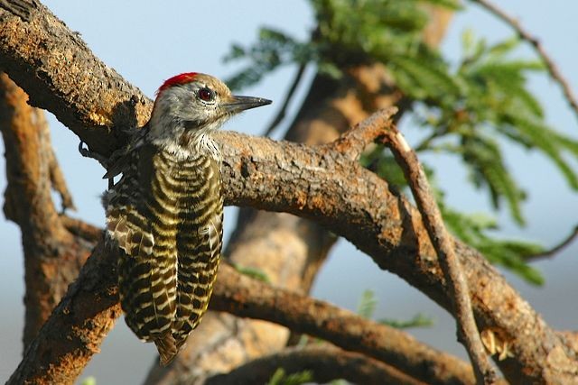 Cardinal Woodpecker - ML204514611