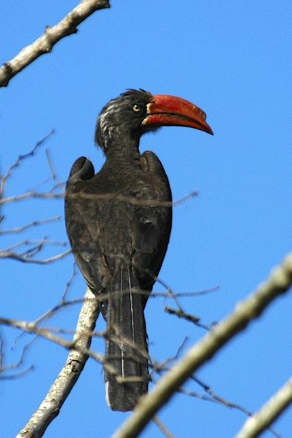 Crowned Hornbill - ML204514631