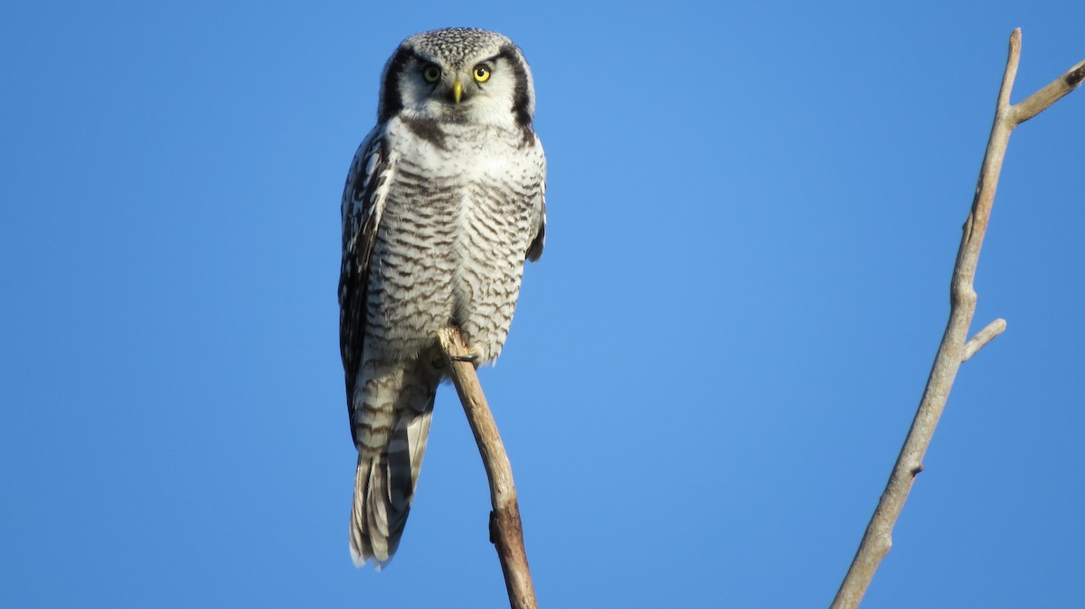 Northern Hawk Owl (Eurasian) - ML204514761