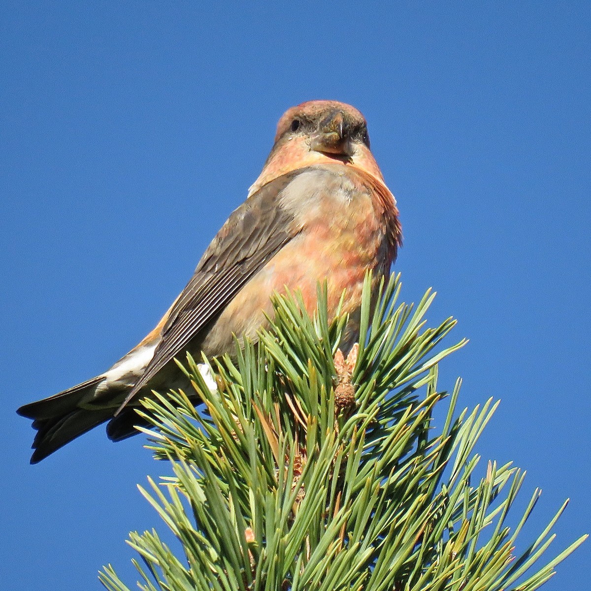 Parrot Crossbill - Erkki Lehtovirta