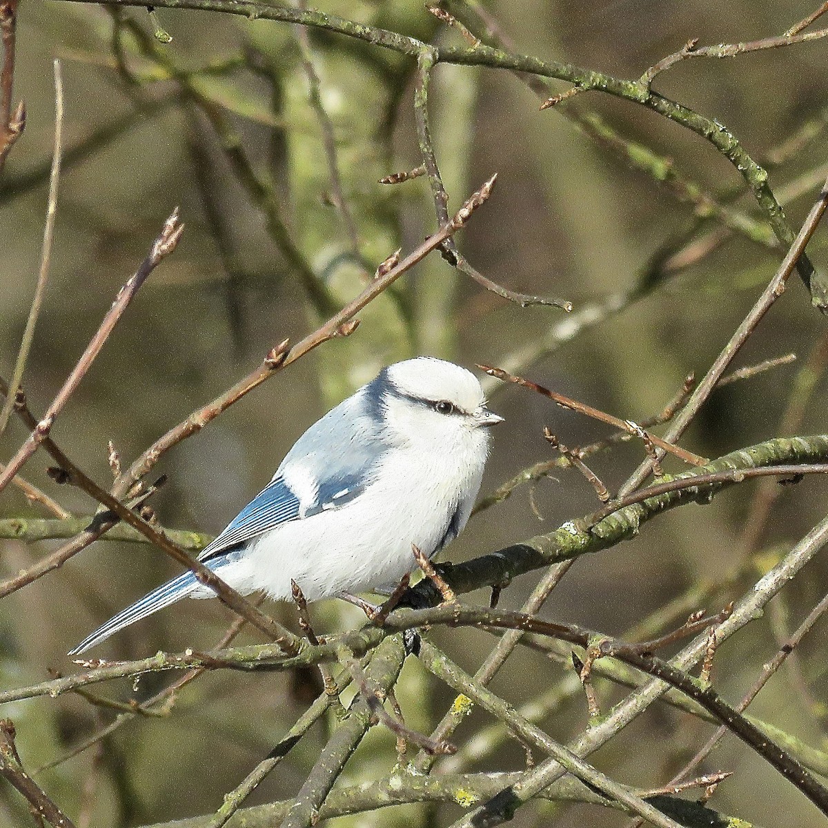 Azure Tit - Erkki Lehtovirta