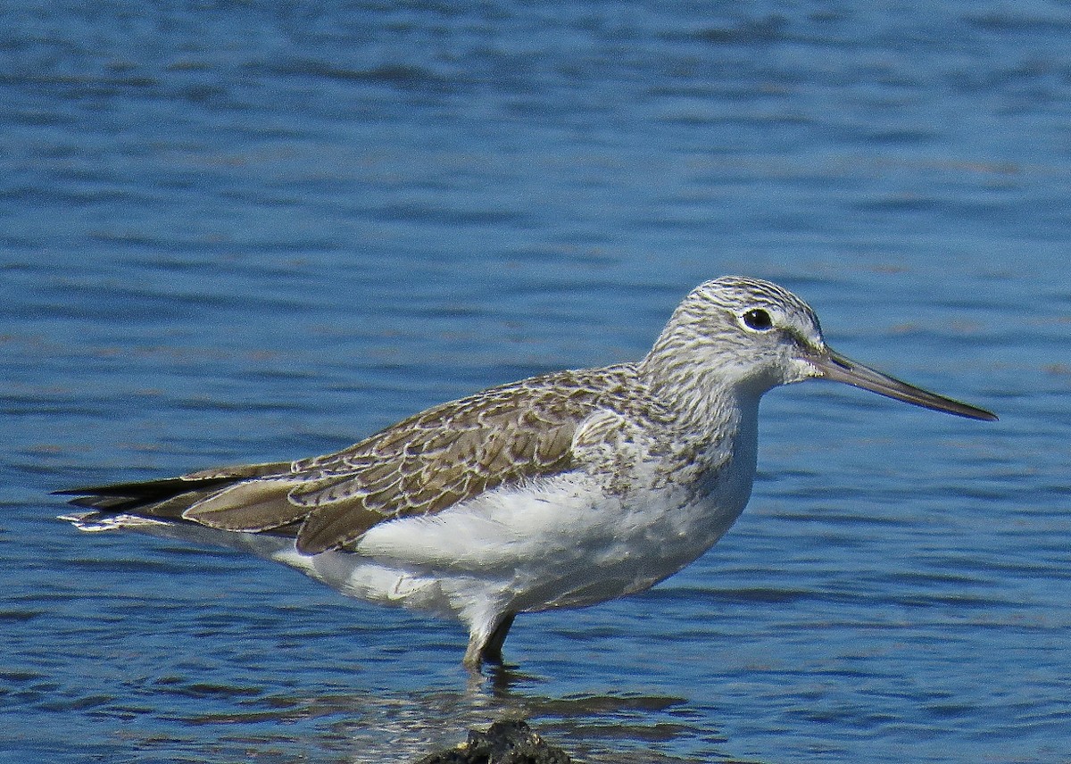 Common Greenshank - ML204515471