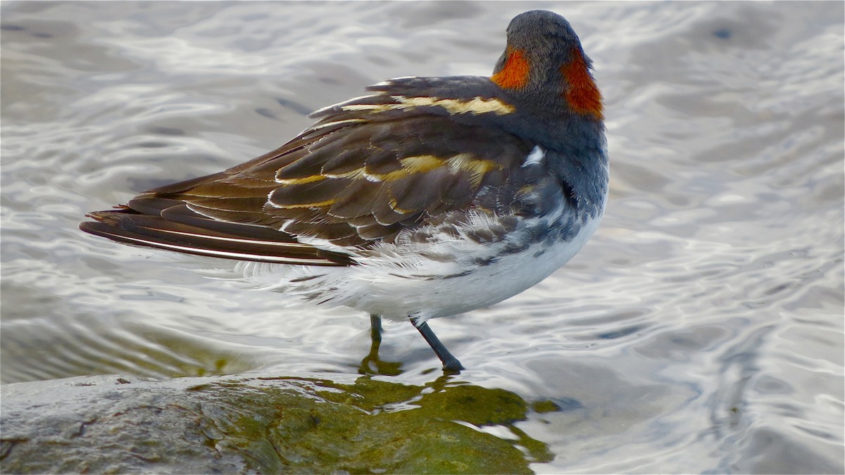 Red-necked Phalarope - Erkki Lehtovirta