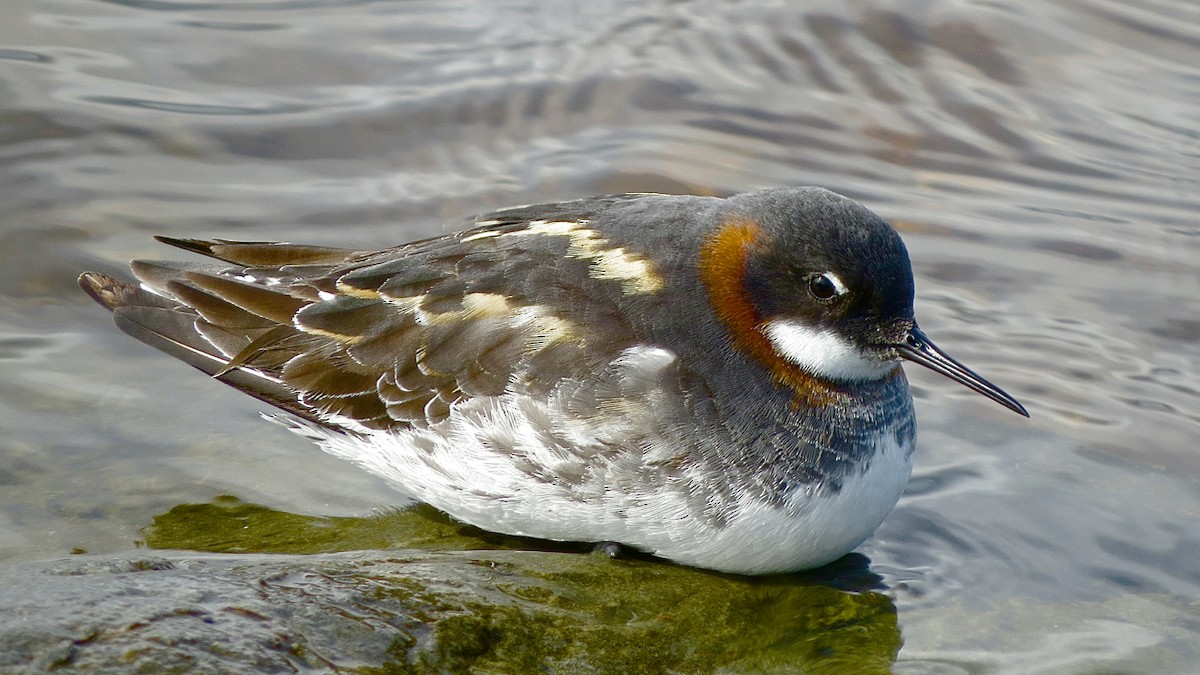 Red-necked Phalarope - Erkki Lehtovirta