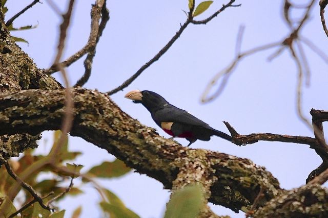 Black-breasted Barbet - Jacques Erard