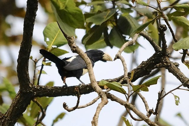 Black-breasted Barbet - ML204515791