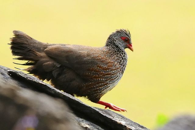 Stone Partridge - ML204515971