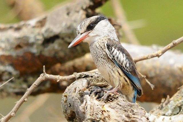 Striped Kingfisher - ML204515981