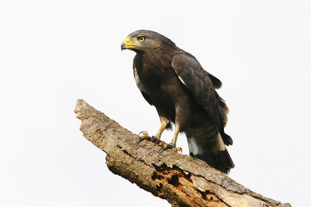 Banded Snake-Eagle - ML204516031