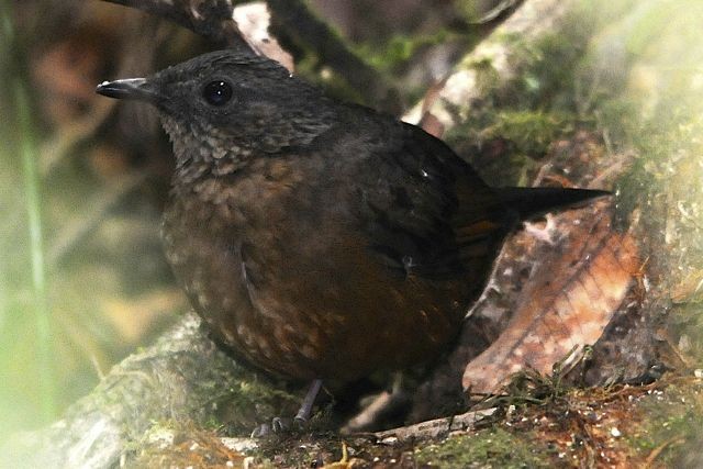 White-tailed Ant-Thrush - ML204516061