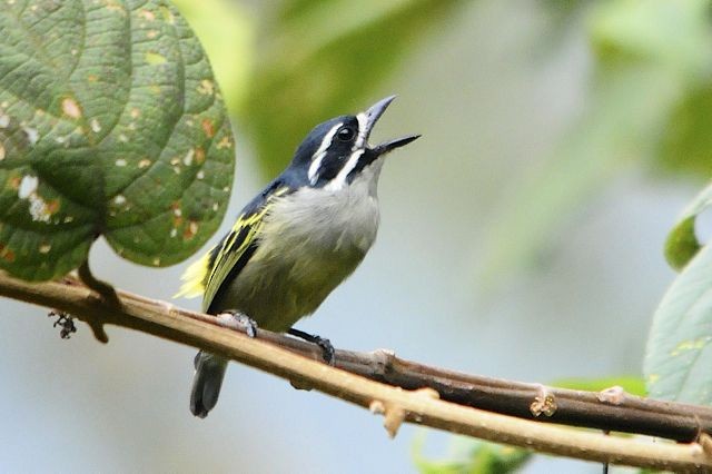 Yellow-rumped Tinkerbird (Yellow-rumped) - ML204516111