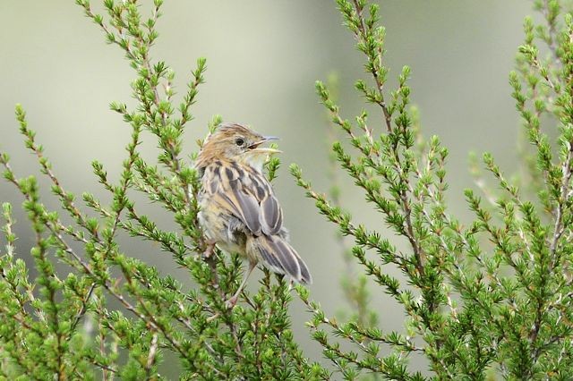 Aberdare Cisticola - ML204516121