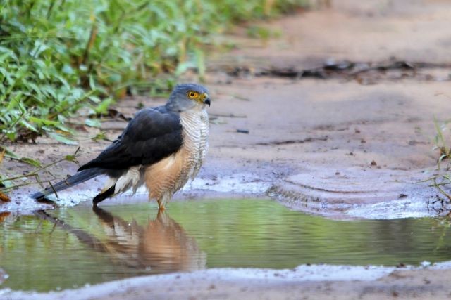 African Goshawk - ML204516151