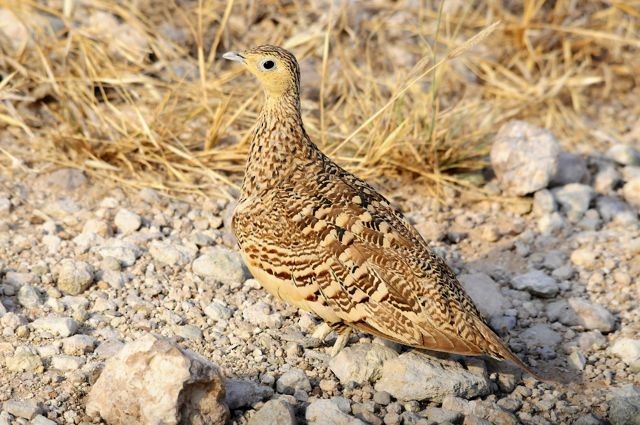 Chestnut-bellied Sandgrouse - Jacques Erard