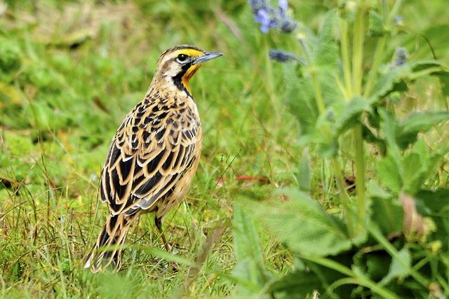 Abyssinian Longclaw - Jacques Erard