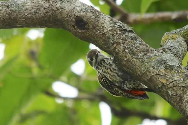 Abyssinian Woodpecker - ML204516481