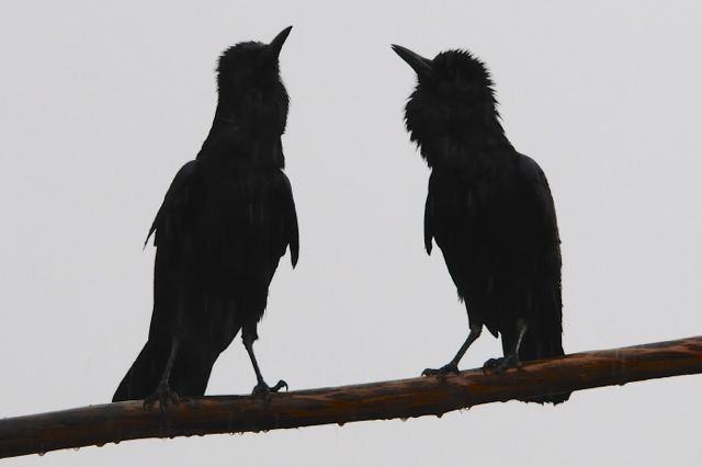 Cape Crow - Jacques Erard