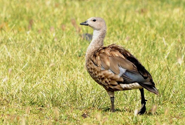 Blue-winged Goose - ML204516651