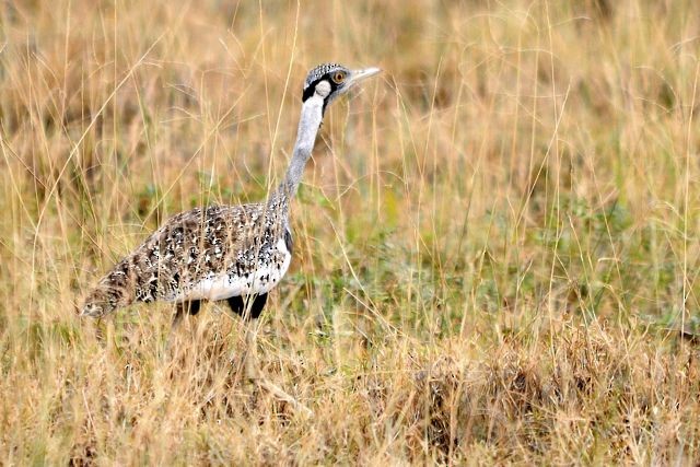 Hartlaub's Bustard - ML204516731