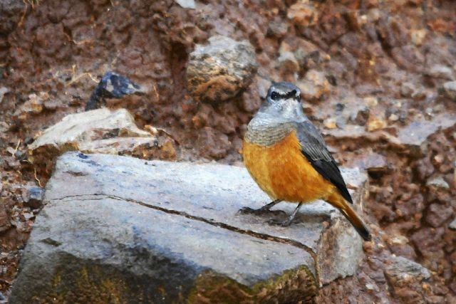 Little Rock-Thrush - Jacques Erard