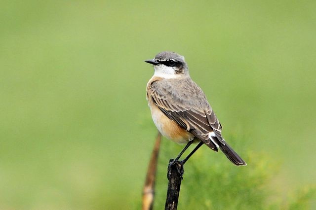 Rusty-breasted Wheatear - ML204516791