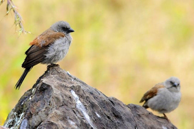 Swainson's Sparrow - ML204516851