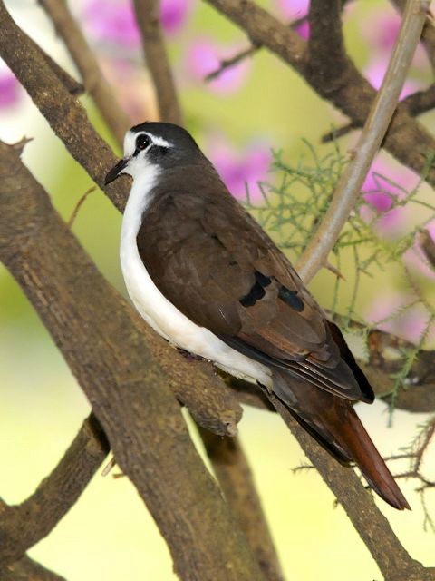 Tambourine Dove - ML204516871