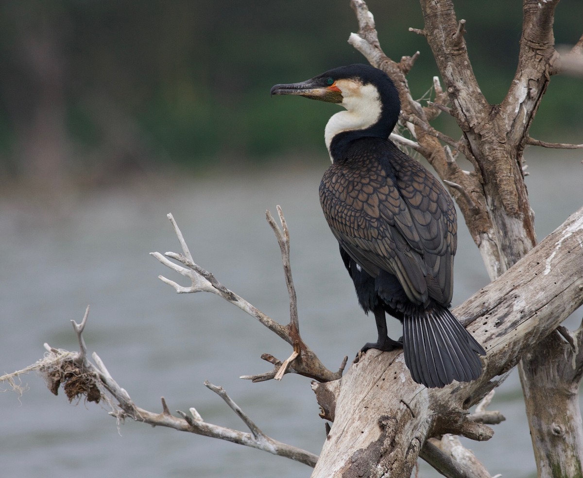 Great Cormorant (White-breasted) - Peter Lewis
