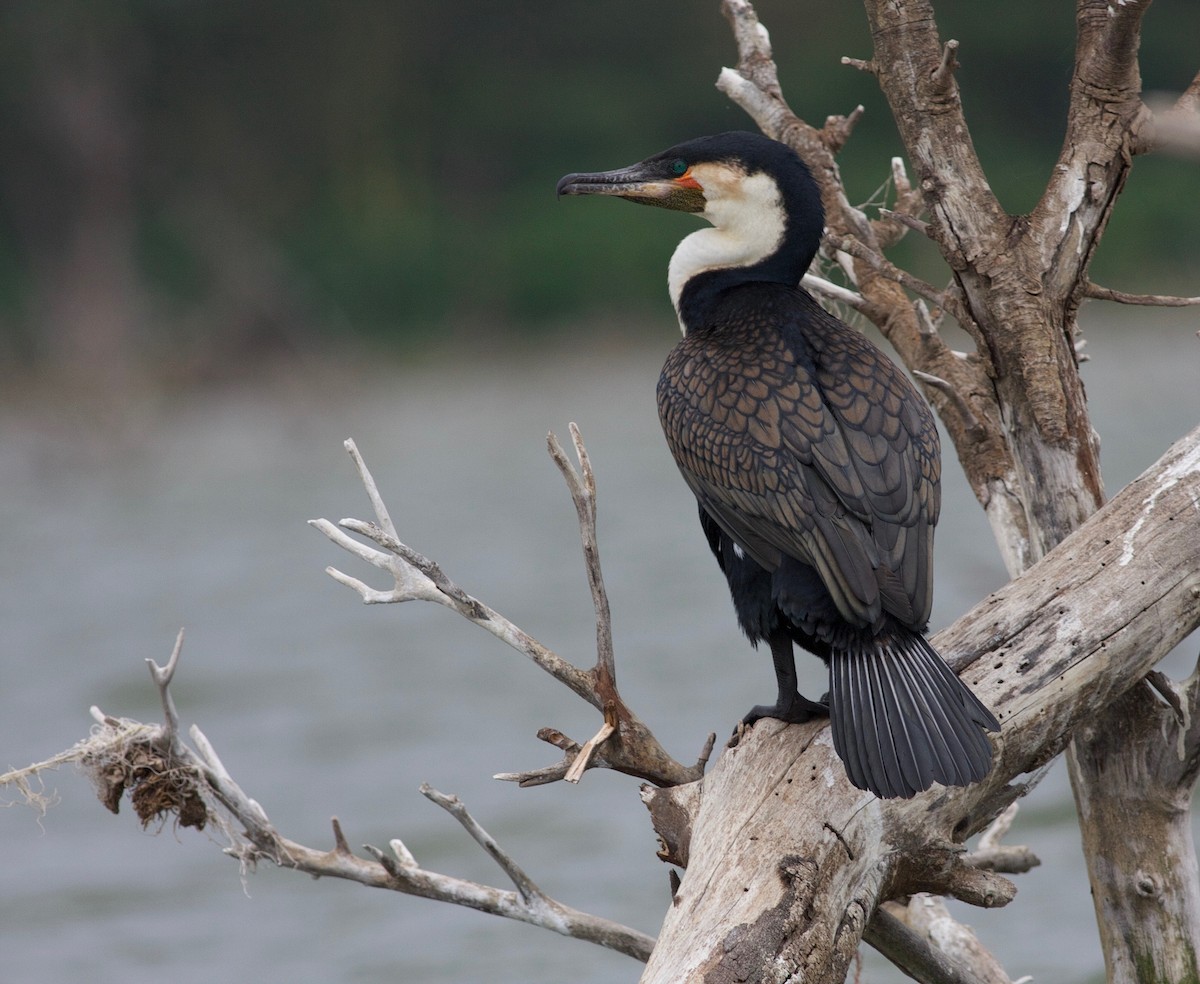 Great Cormorant (White-breasted) - ML204516951