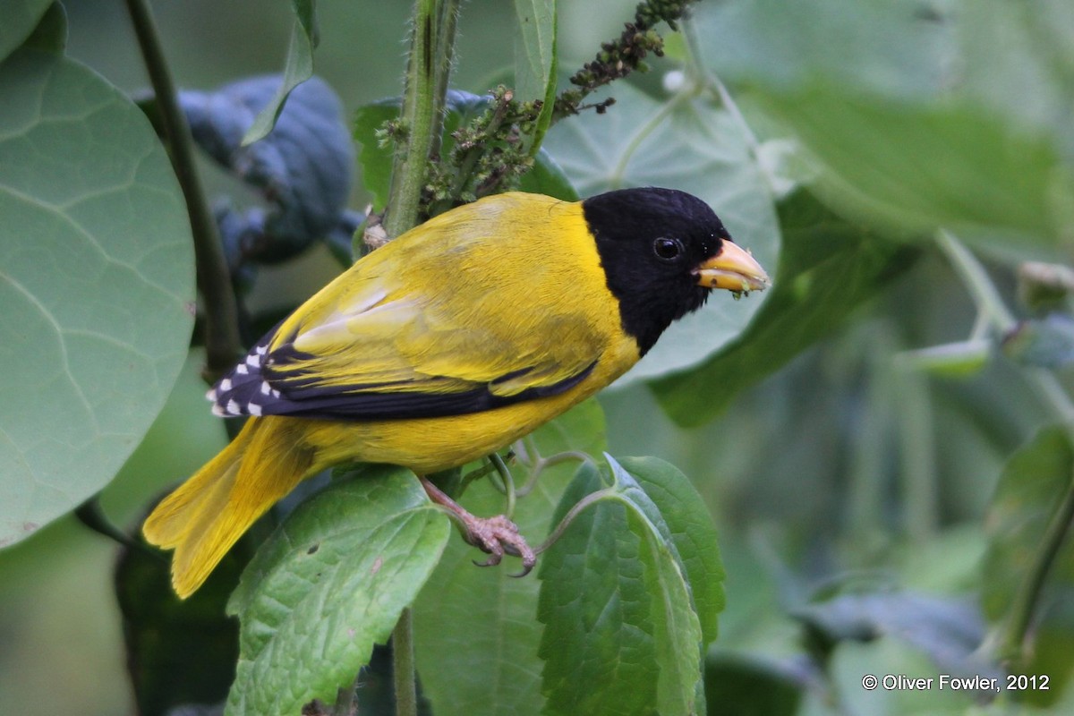 Oriole Finch - Oliver Fowler