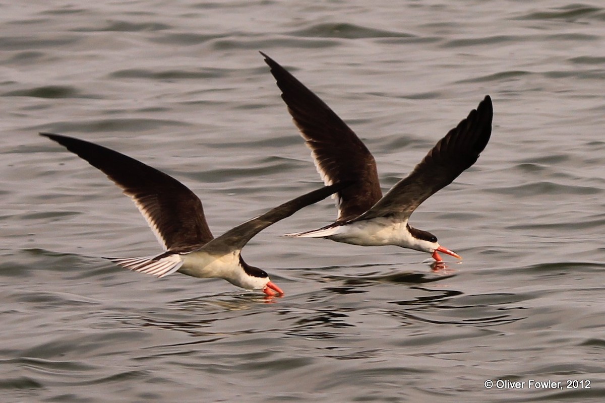 African Skimmer - Oliver Fowler